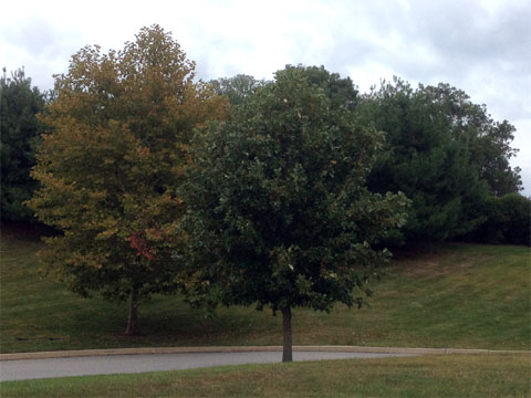 photo of fall trees in Glen Mills, PA