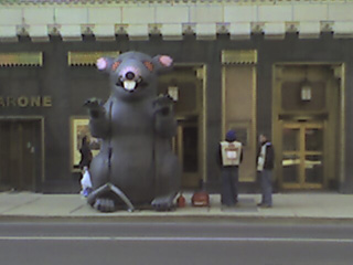 Rat in the Loop