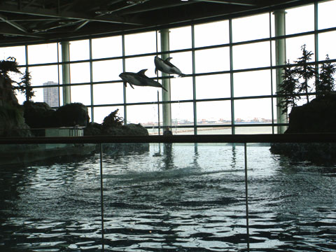 Wordless Wednesday - Jumping Dolphins at Shedd Aquarium in Chicago Wordless Wednesday - Jumping Dolphins at Shedd Aquarium in Chicago