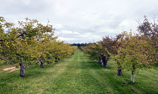 photo of Hofacker’s Hillside Orchard