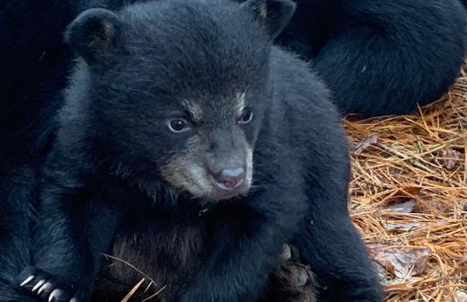 photo of black bear cub photo of black bear cub