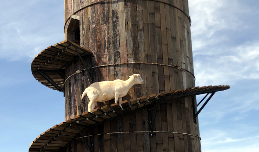 photo of goat climbing silo at LaClare Creamery
