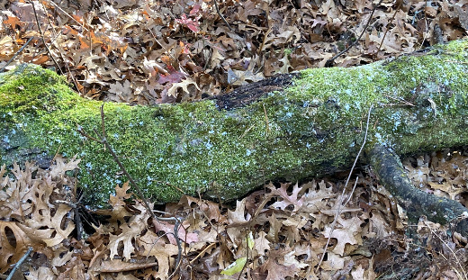 photo of moss and snow on a log
