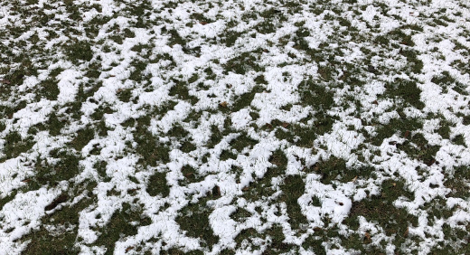 photo of snow on the lawn